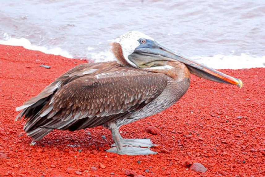 Brown Pelican - Fragata