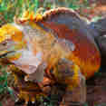 Land Iguana -  Fragata