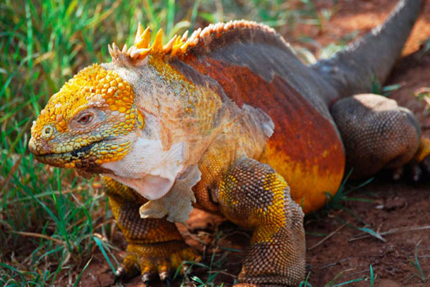 Land Iguana -  Fragata