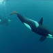 Huge groups of Orcas