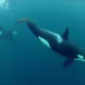 Huge Groups of Orcas