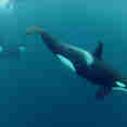 Huge Groups of Orcas