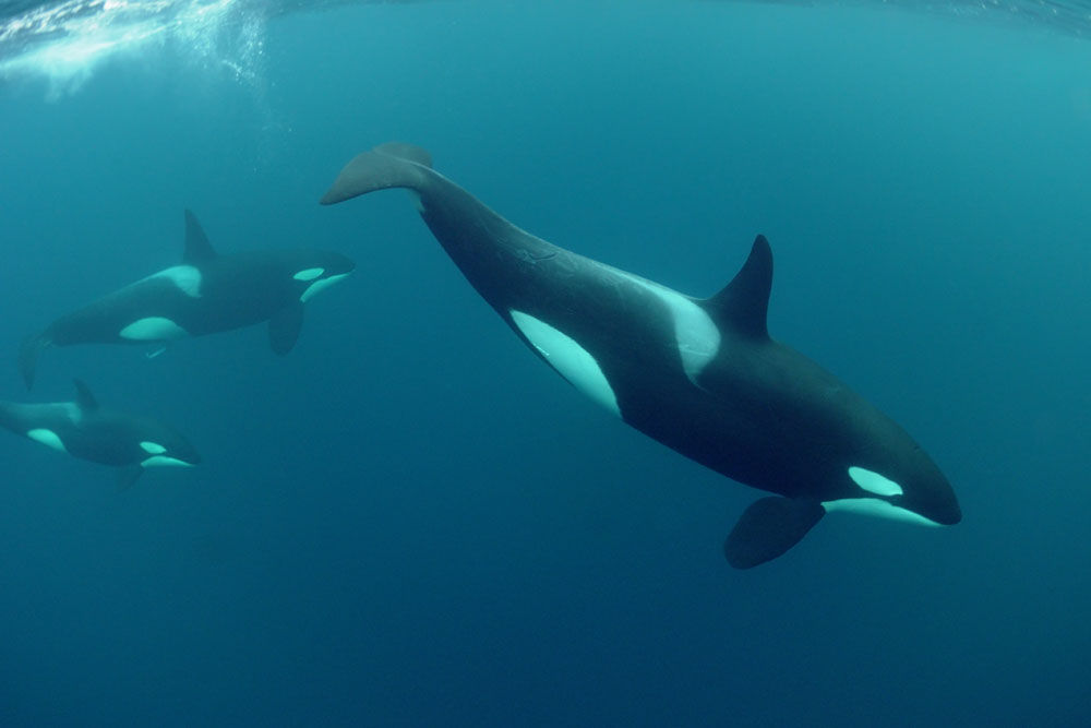 Huge groups of Orcas