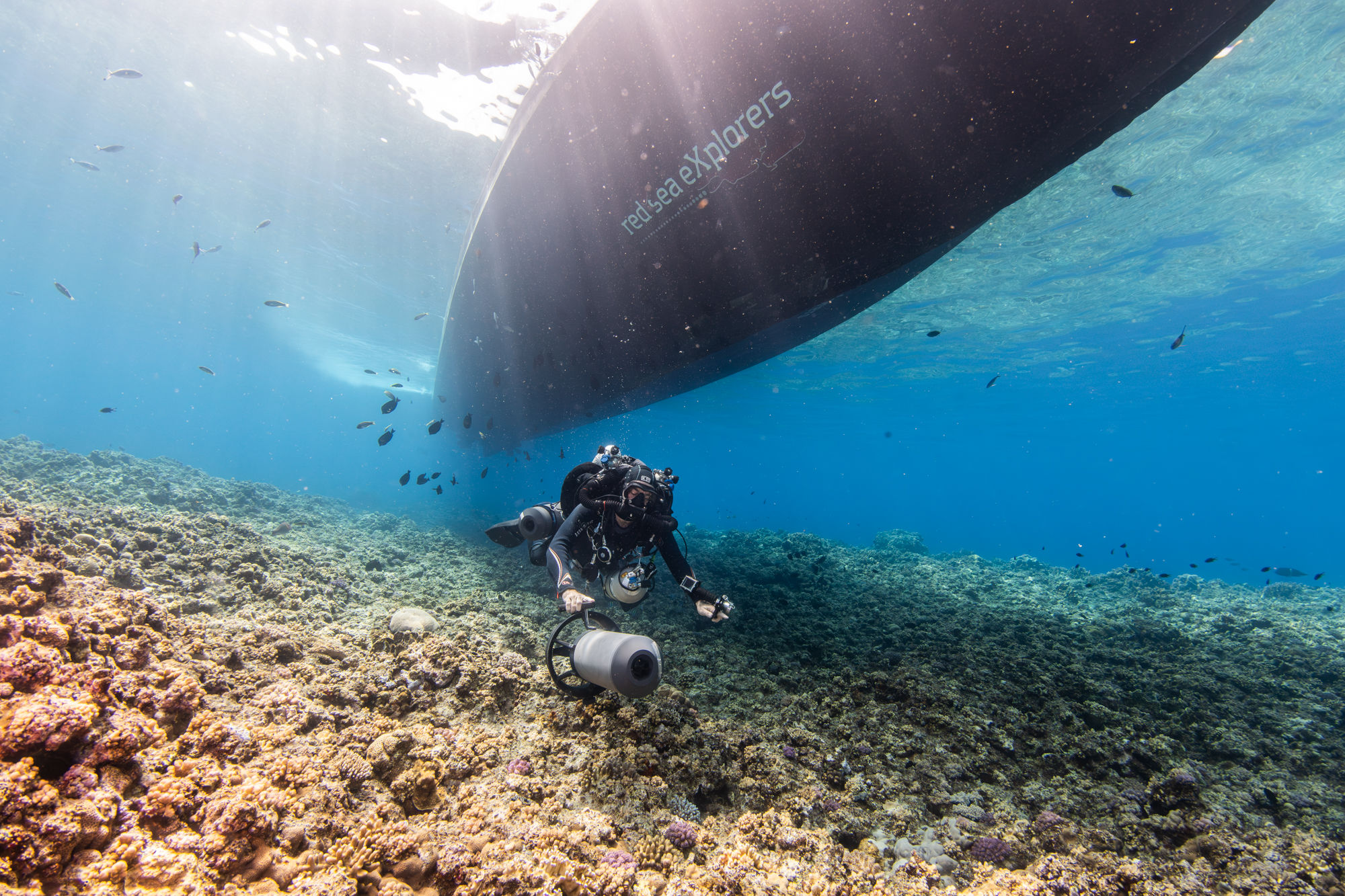 Marine Life - Nouran