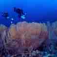 Diving
