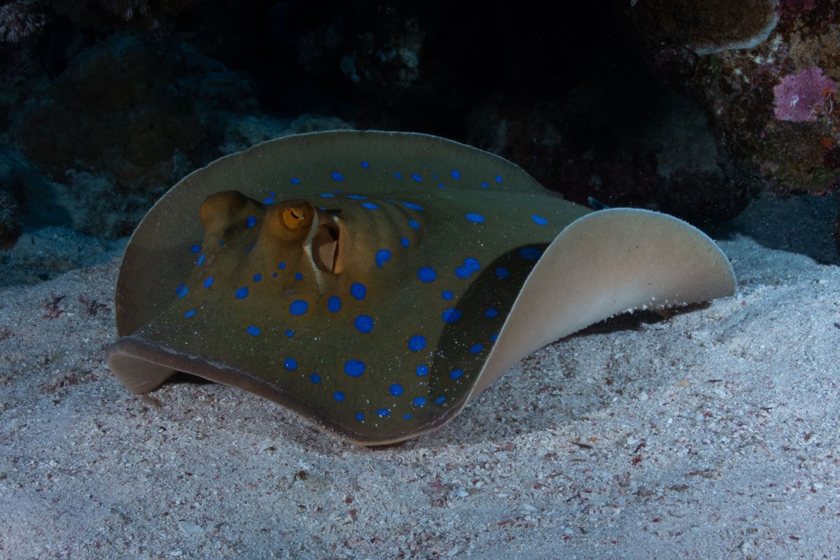 Abu Nuhas Reef — photo 4