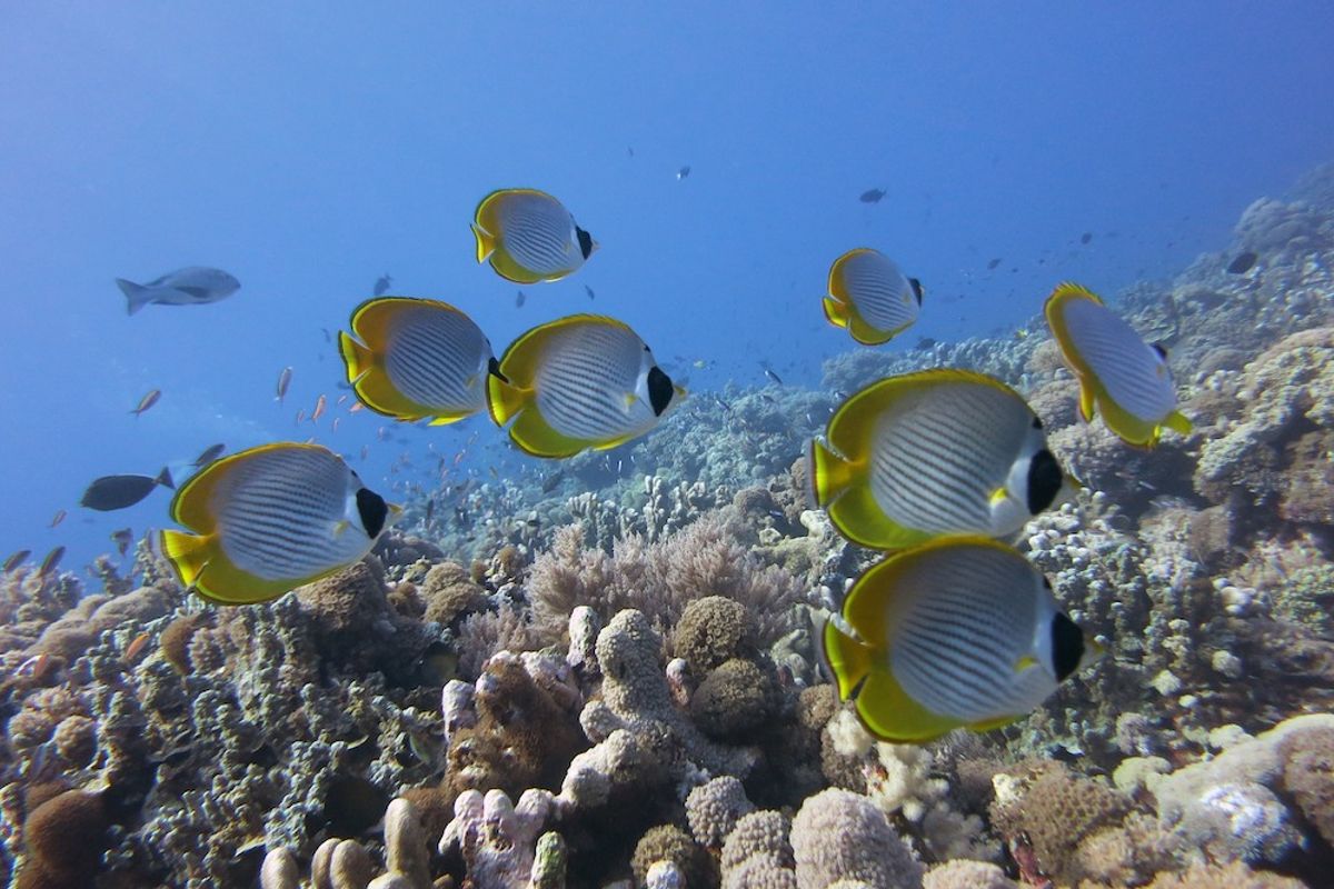 Abu Nuhas Reef — photo 3
