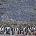 King Penguins