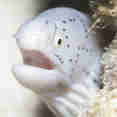 Marine Life - Lewini