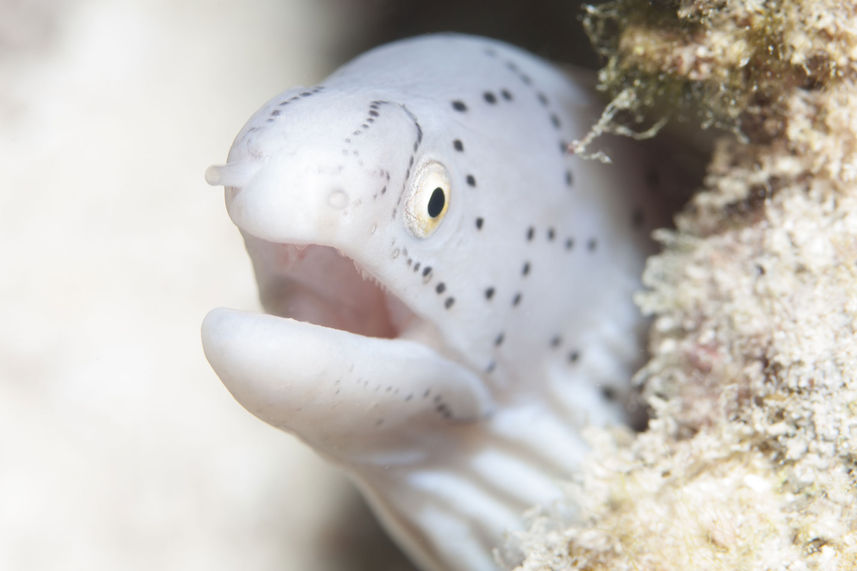 Marine Life - Lewini