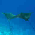 Marine Life - Lewini