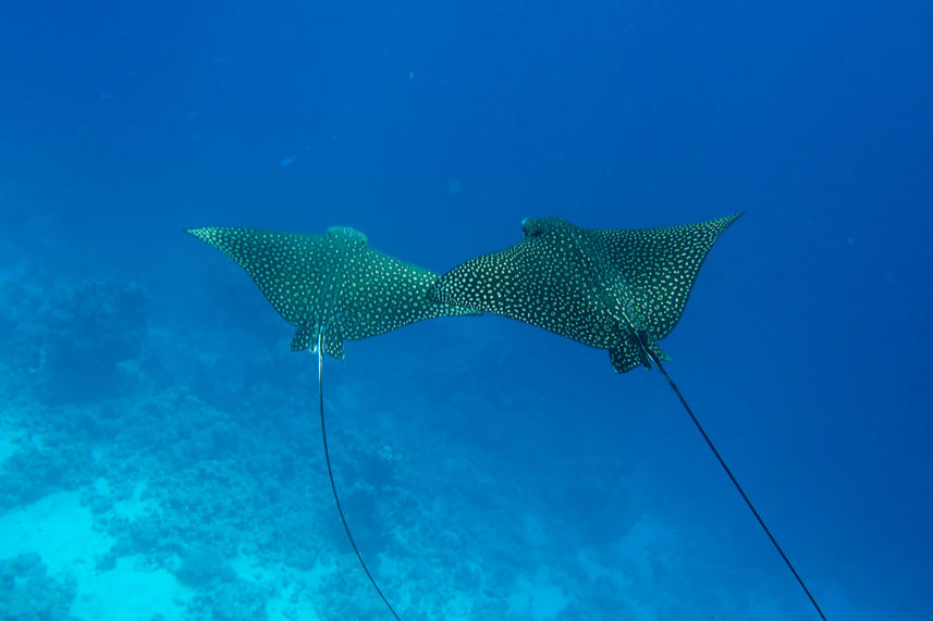 Marine Life - Lewini