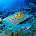 Marine Life - Lewini