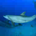 Marine Life - Lewini