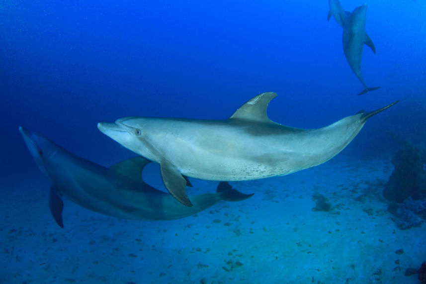 Marine Life - Lewini