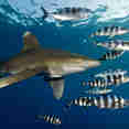 Marine Life - Lewini