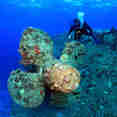 Marine Life - Lewini