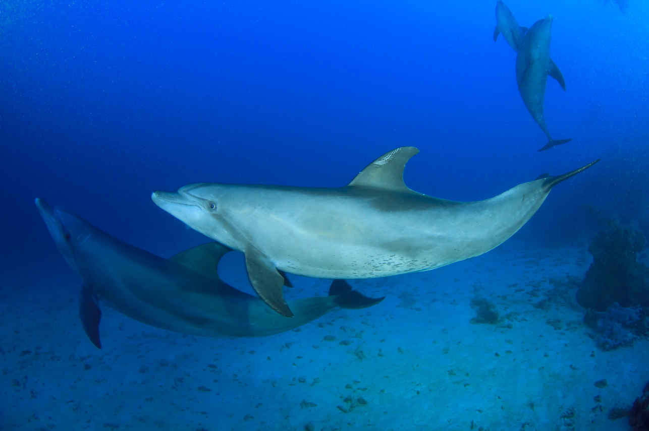 Onderwaterleven - Dune Titan