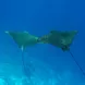 Manta Rays