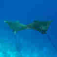Manta Rays