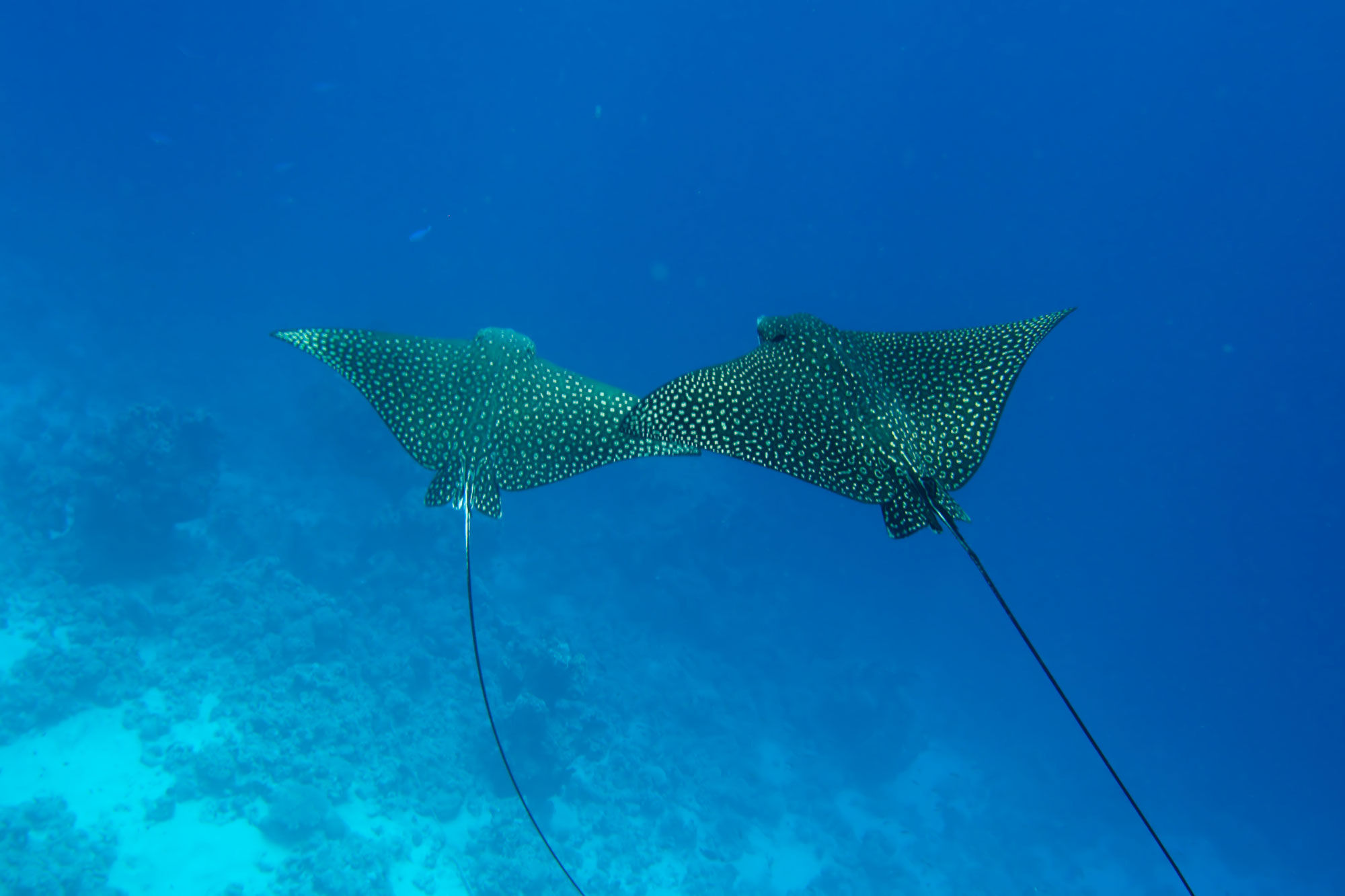 Manta Rays