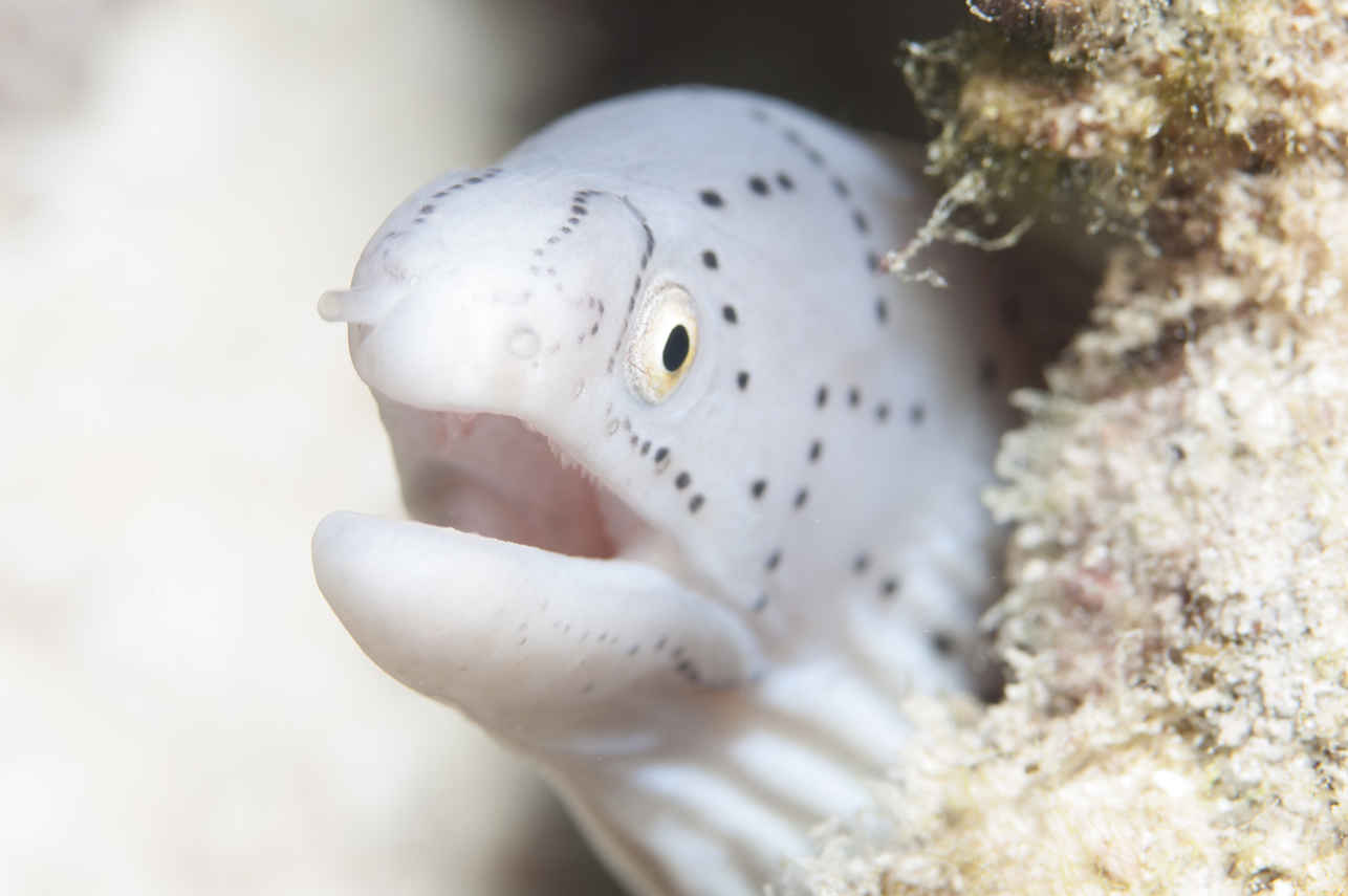 Onderwaterleven - Dune Titan