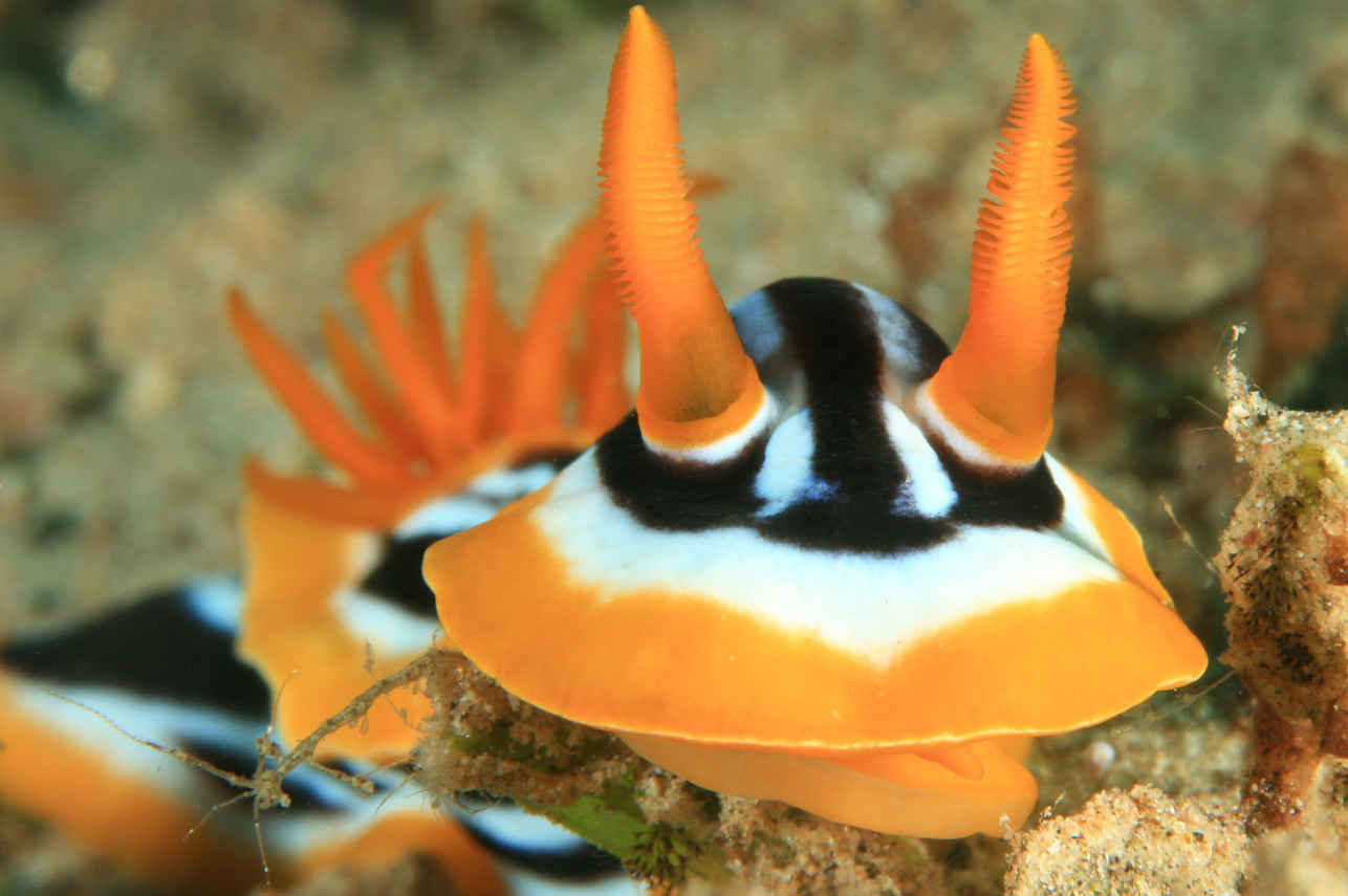 Onderwaterleven - Dune Titan