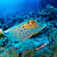 Marine Life - Titan