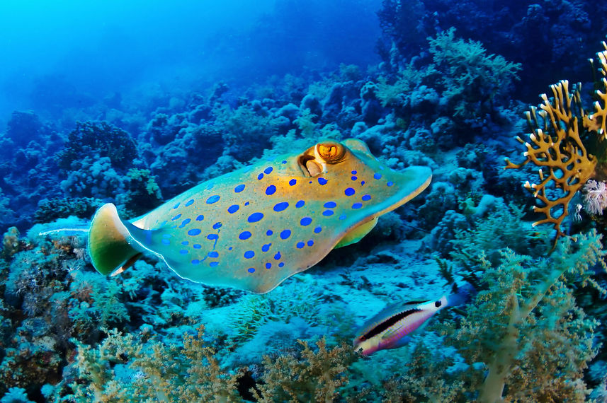 Marine Life - Titan