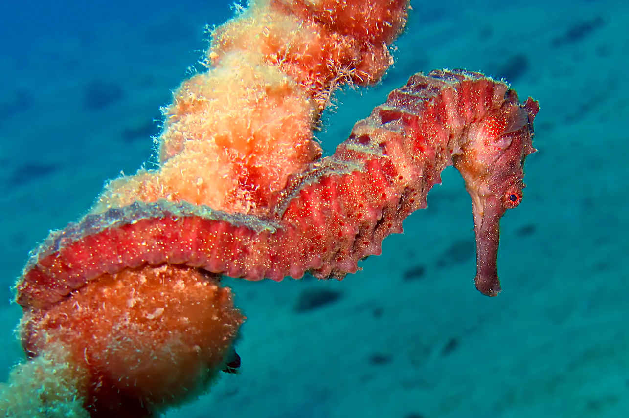 Onderwaterleven - Dune Titan