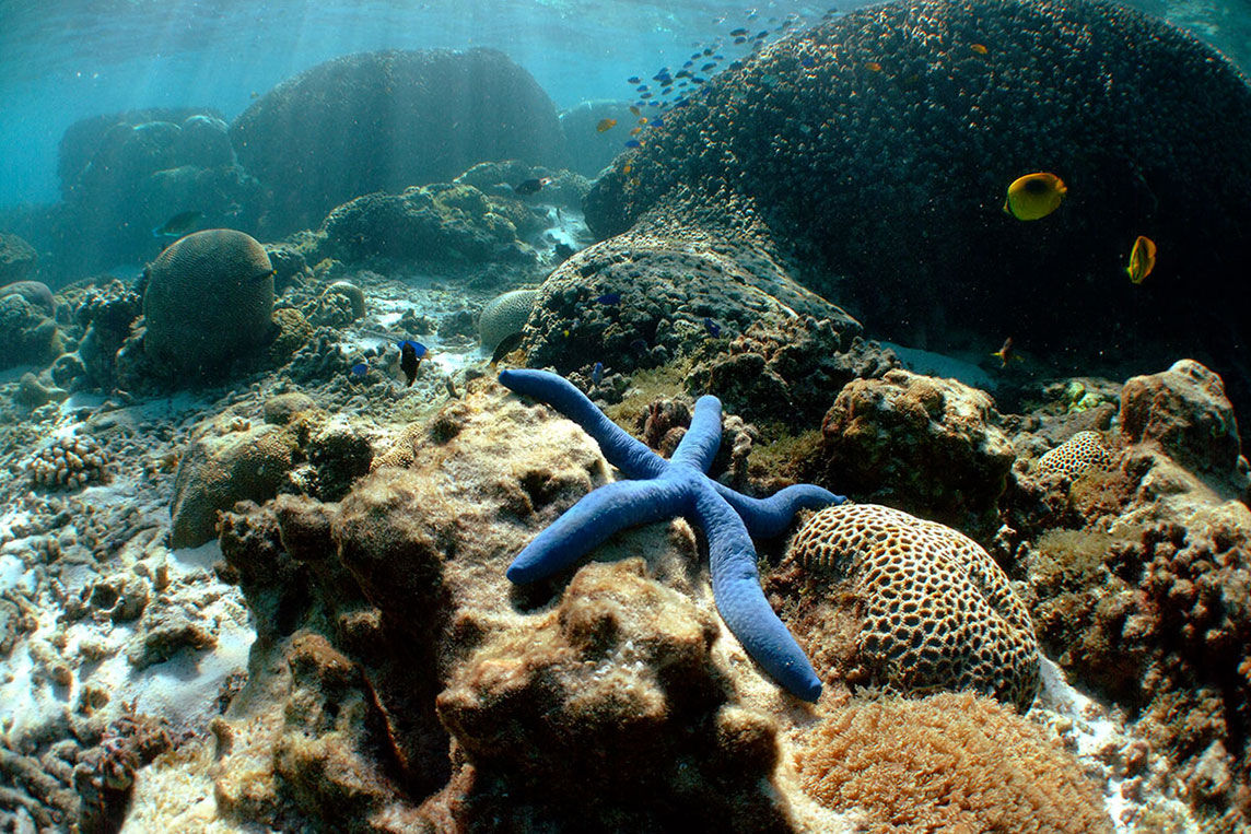 Starfish