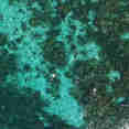 Reef Snorkelers