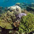 Подводный мир - Shore Thing