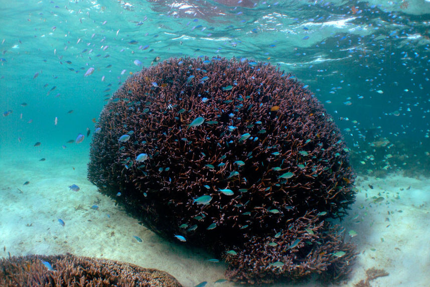 Recife de Coral - Shore Thing