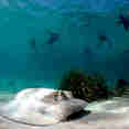 Diving - Shore Thing