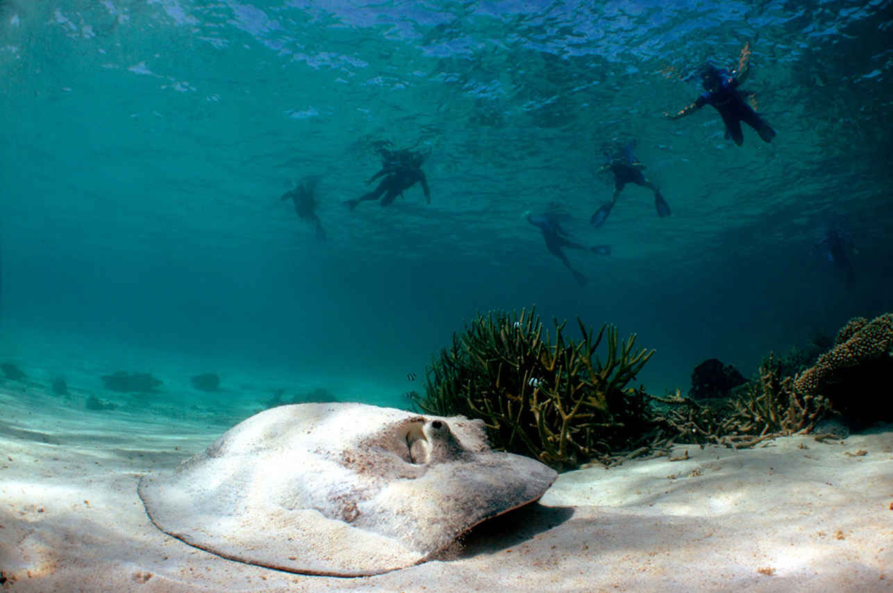 Diving - Shore Thing