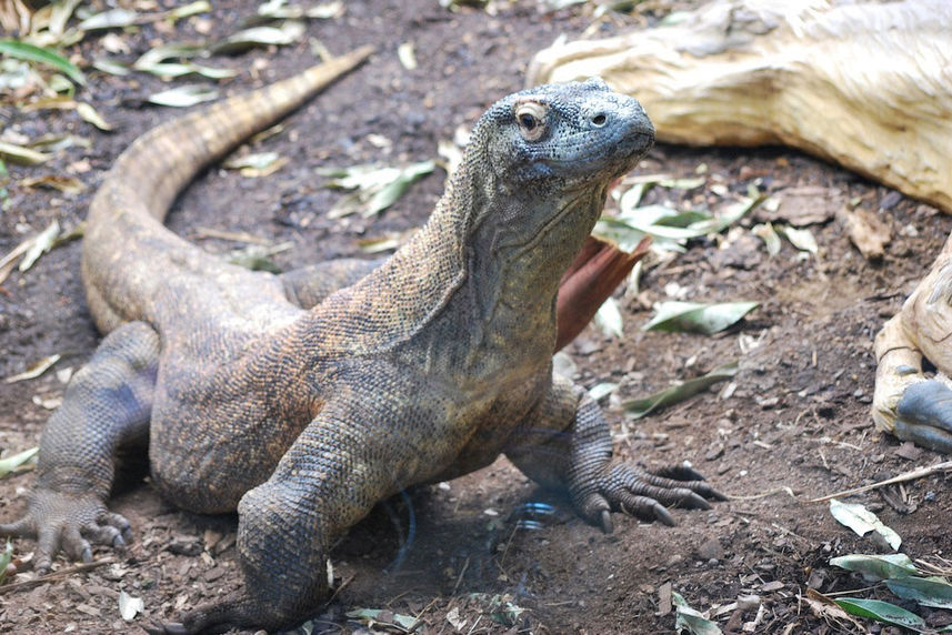 Komodo Dragon - Plataran Phinisi Ambasi