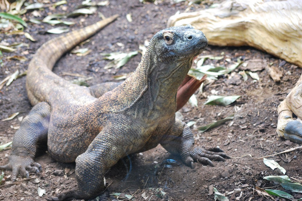 Dragão de Komodo - Plataran Phinisi Ambasi