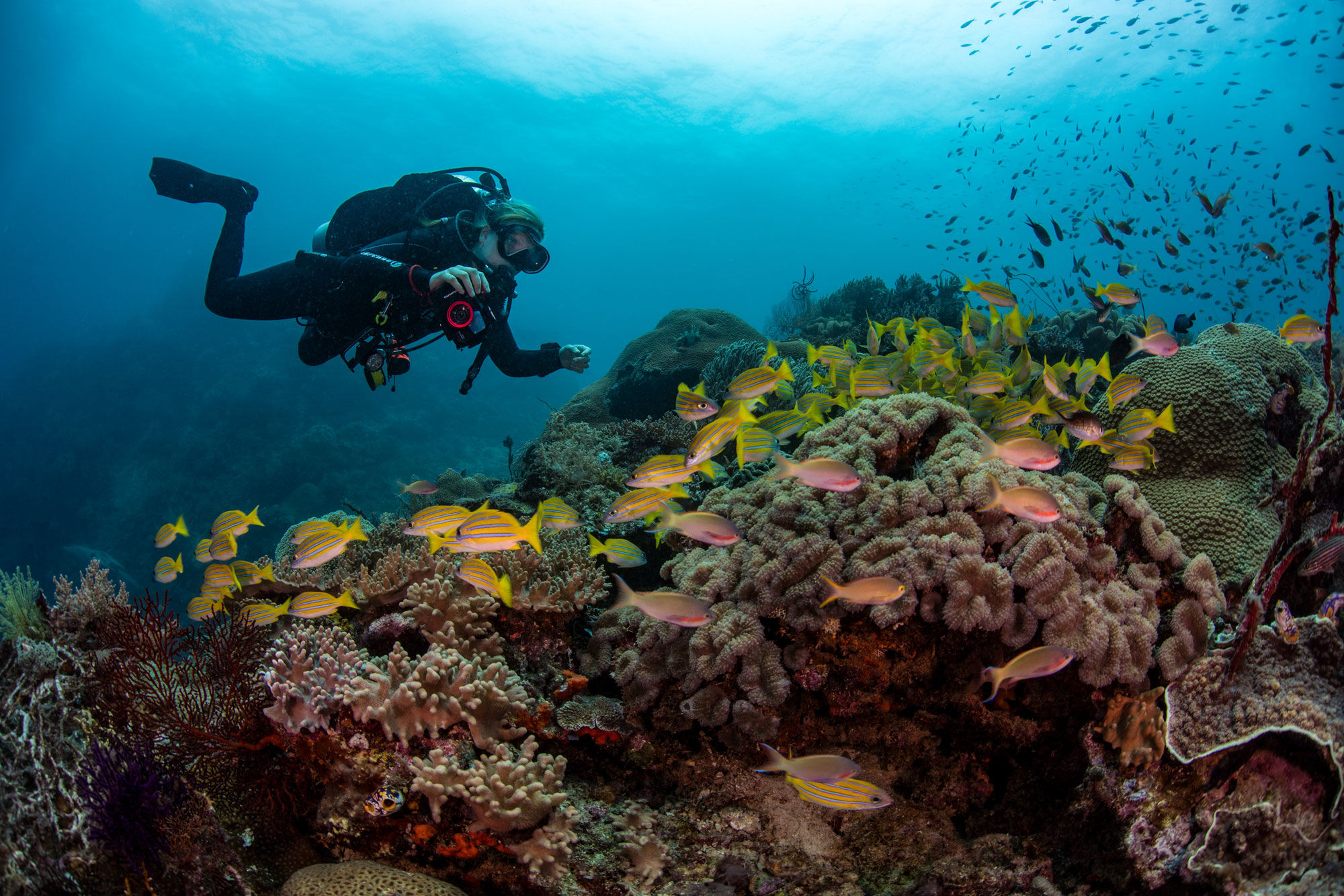 Diving - Solitude Adventurer