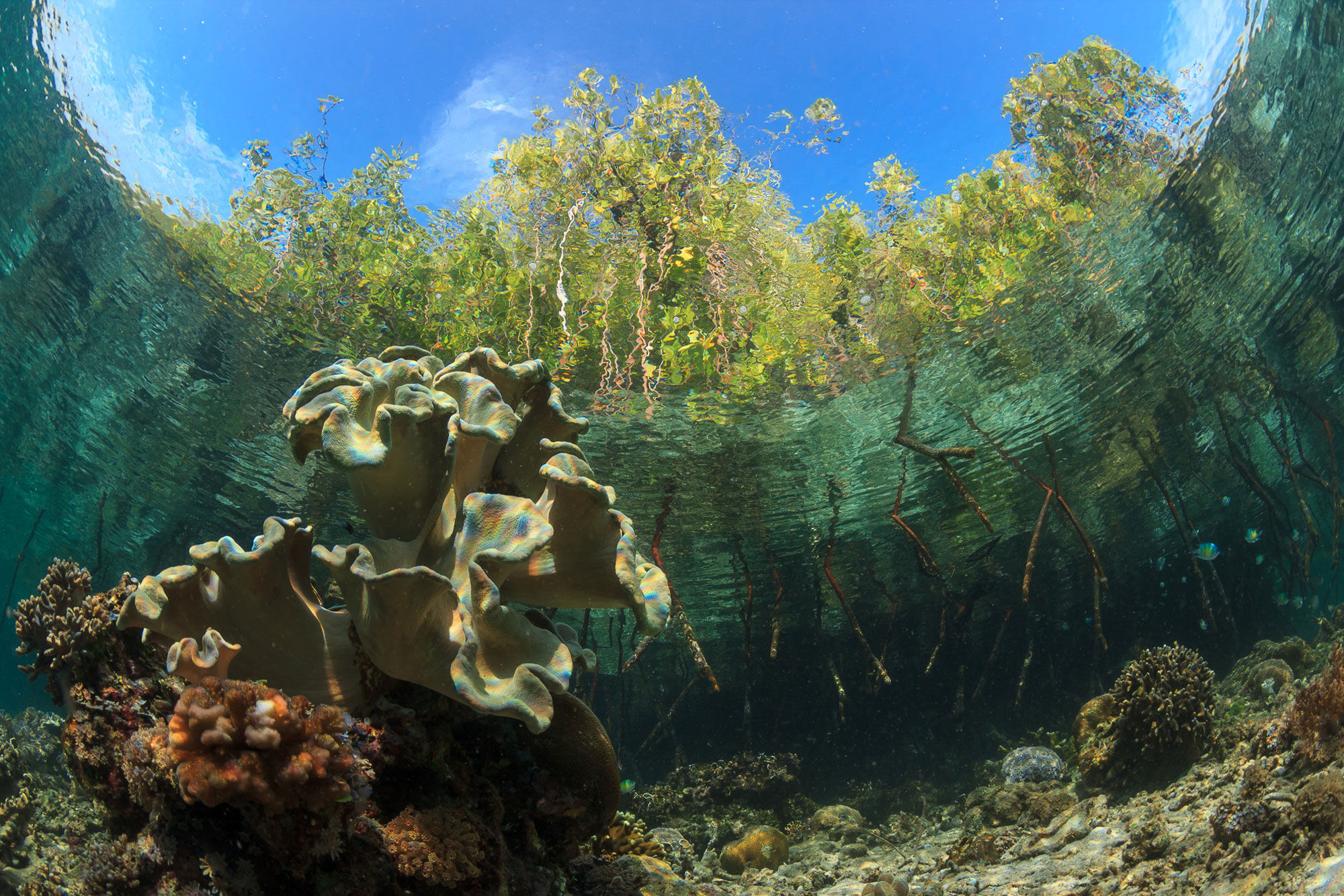 Marine Life - Solitude Adventurer