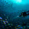 Diving
