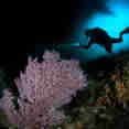 Diving