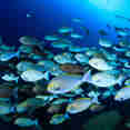 Marine Life - Solitude Adventurer
