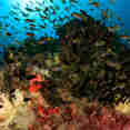 Marine Life - Solitude Adventurer