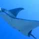 Manta Ray - Dolphin