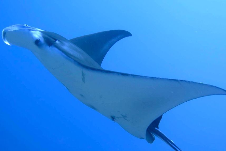 Manta Ray - Dolphin