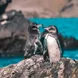 Penguins - Camila