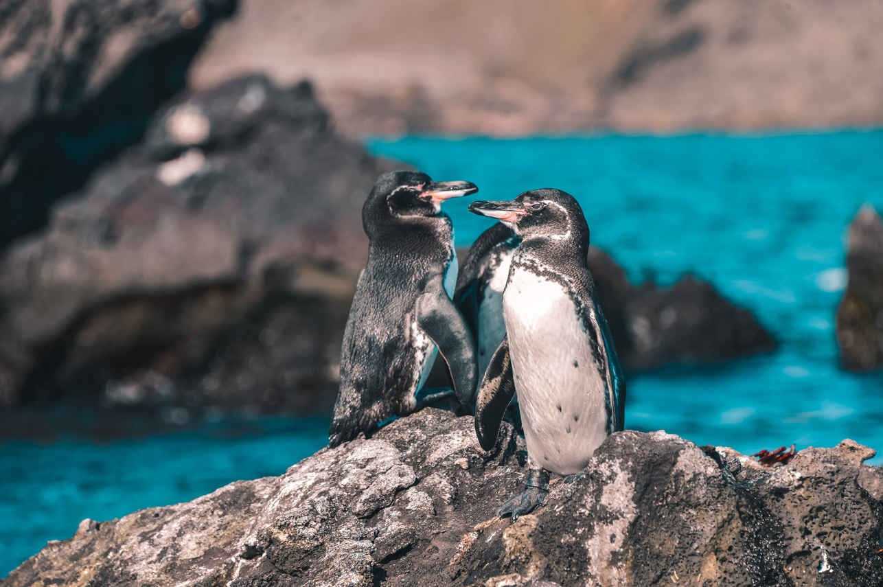 Pinguini - Camila
