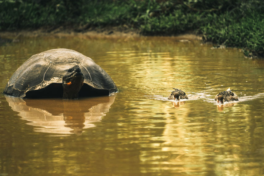 Turtle - Camila