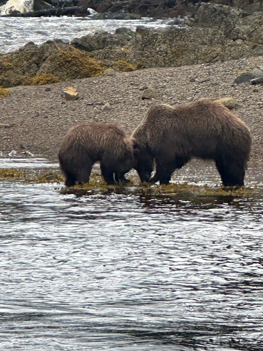 #wildlife - Northern Dream